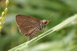 Aeromachus pygmaeus Fabricius 1775 resmi