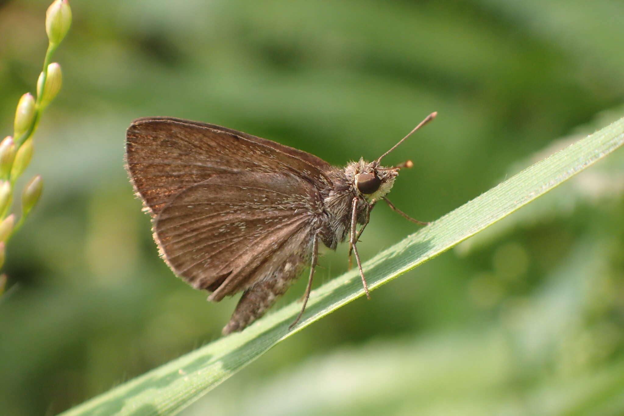 Image of Pygmy Scrub-hopper