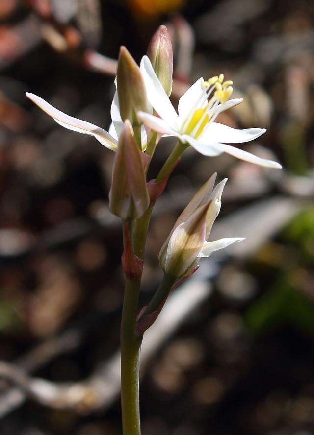 Image of Ornithogalum hispidum subsp. hispidum