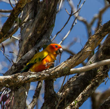 Image of Sun Parakeet