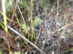 Image of Cyrtobill darwini Framenau & Scharff 2009