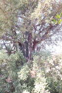 Image of Smooth Arizona Cypress