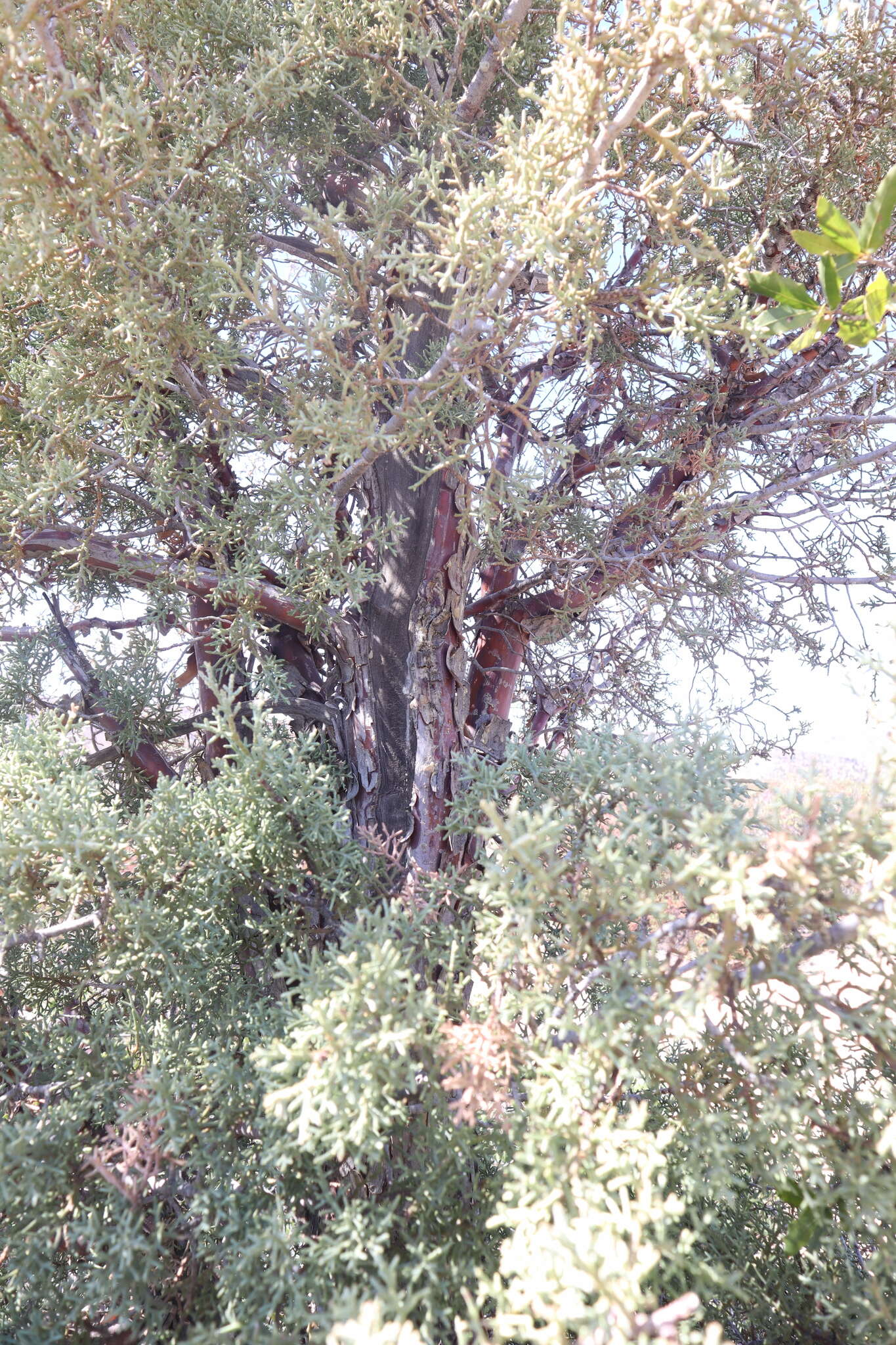 Sivun Cupressus arizonica var. glabra (Sudw.) Little kuva