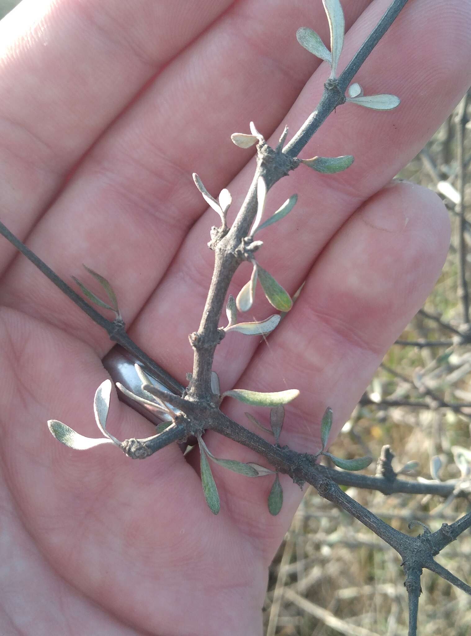 Image of Small-leaved Tree Daisy