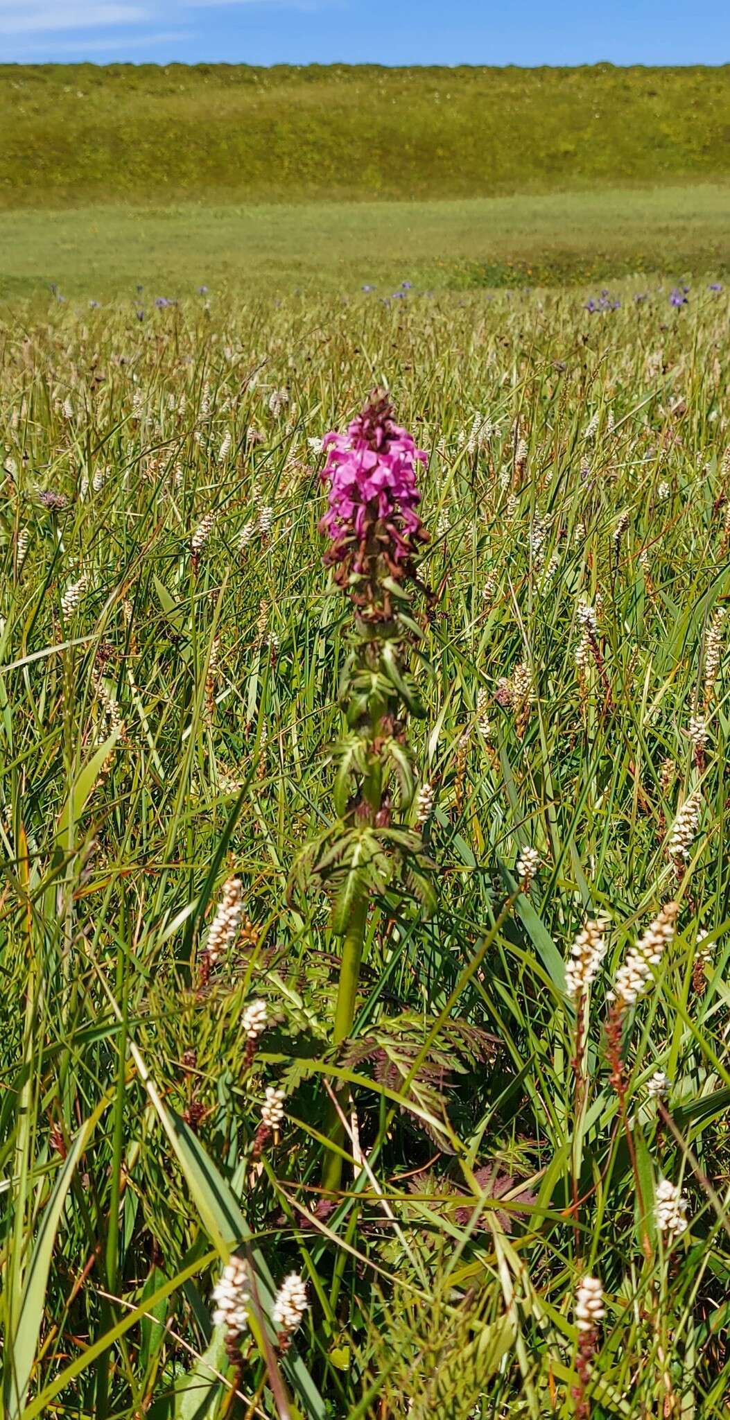 Слика од Pedicularis chamissonis Stev.