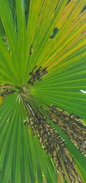 Image of Palm Leaf Skeletonizer