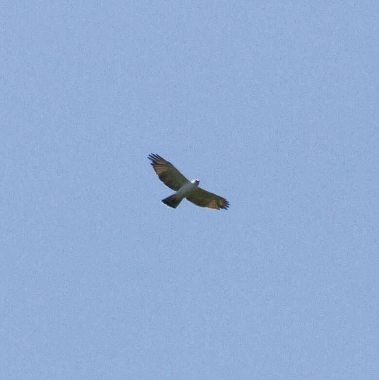 Image of Black-and-White Hawk-Eagle