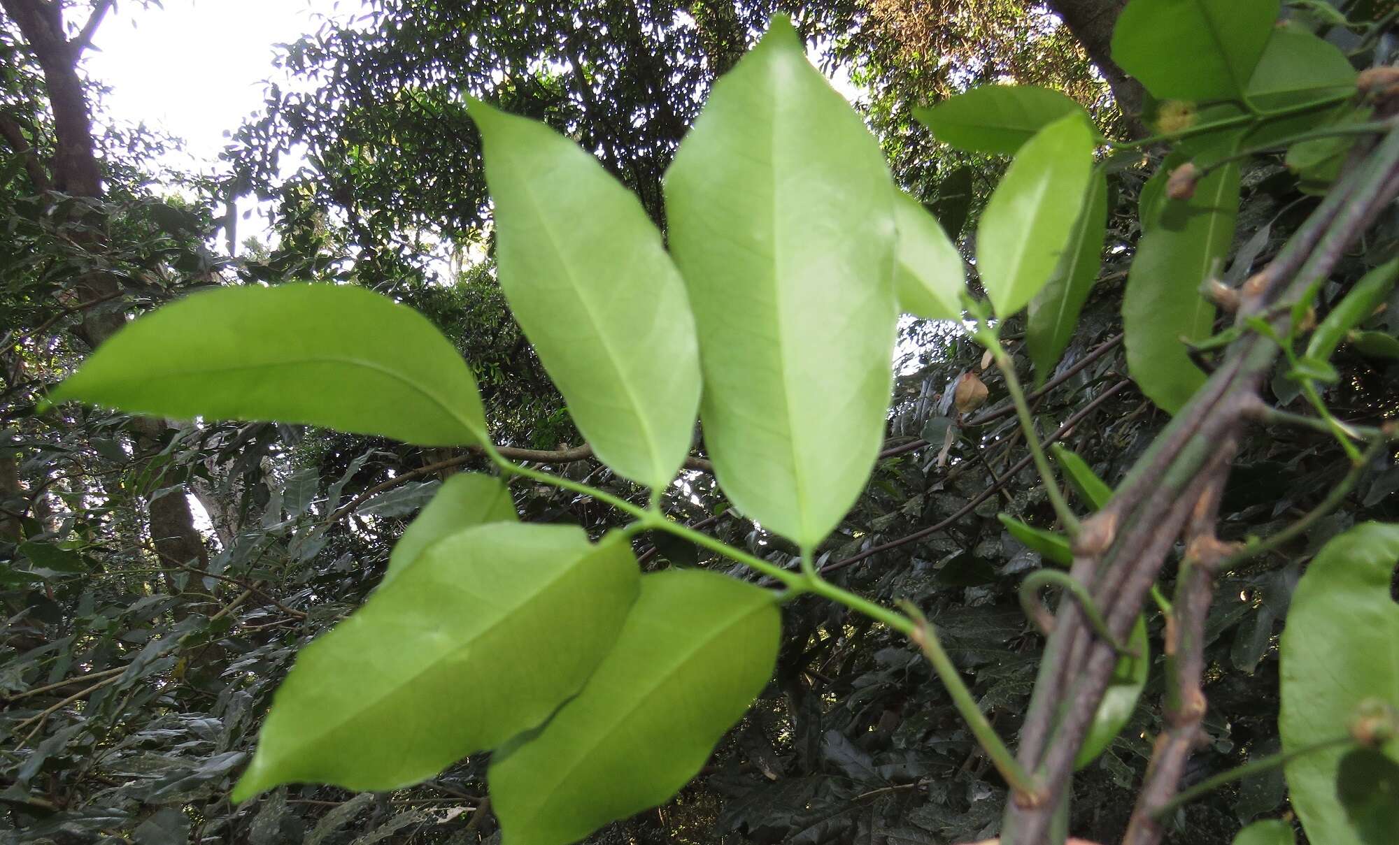 Image of Pristimera peglerae (Loes.) R. H. Archer