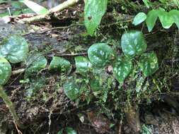 Monstera tuberculata var. brevinoda (Standl. & L. O. Williams) Madison的圖片