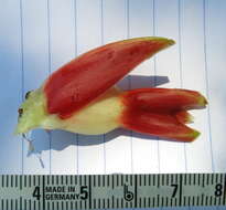 Image of Costus guanaiensis var. tarmicus (Loes.) Maas