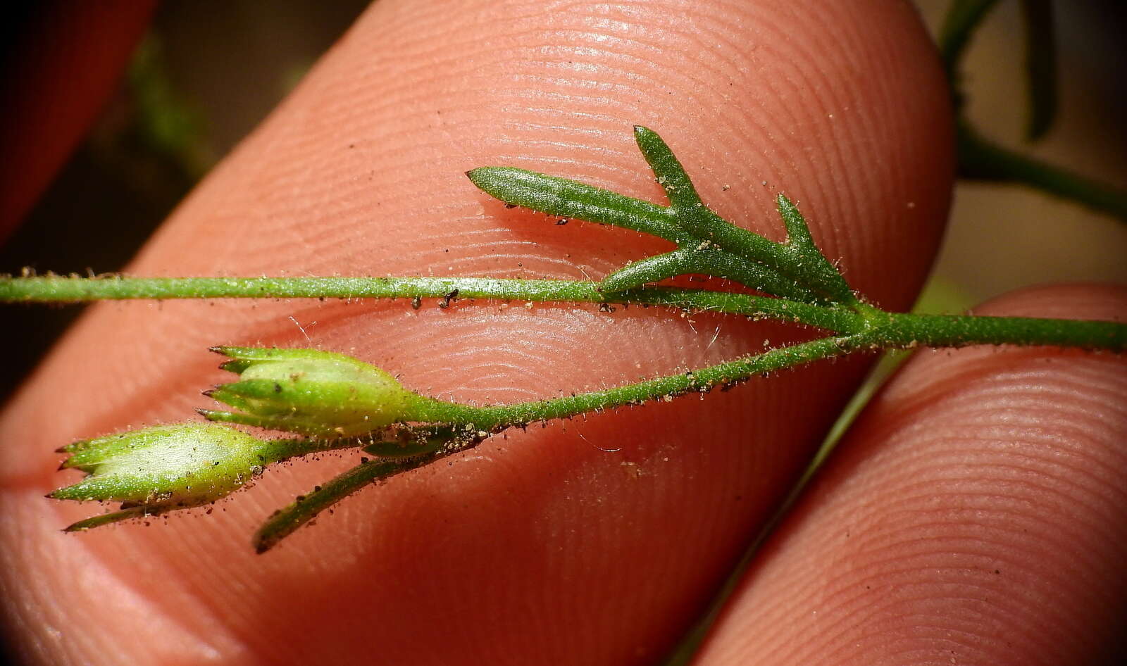 Image of Gilia crassifolia Benth.