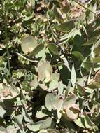 Слика од Arctostaphylos luciana P. V. Wells