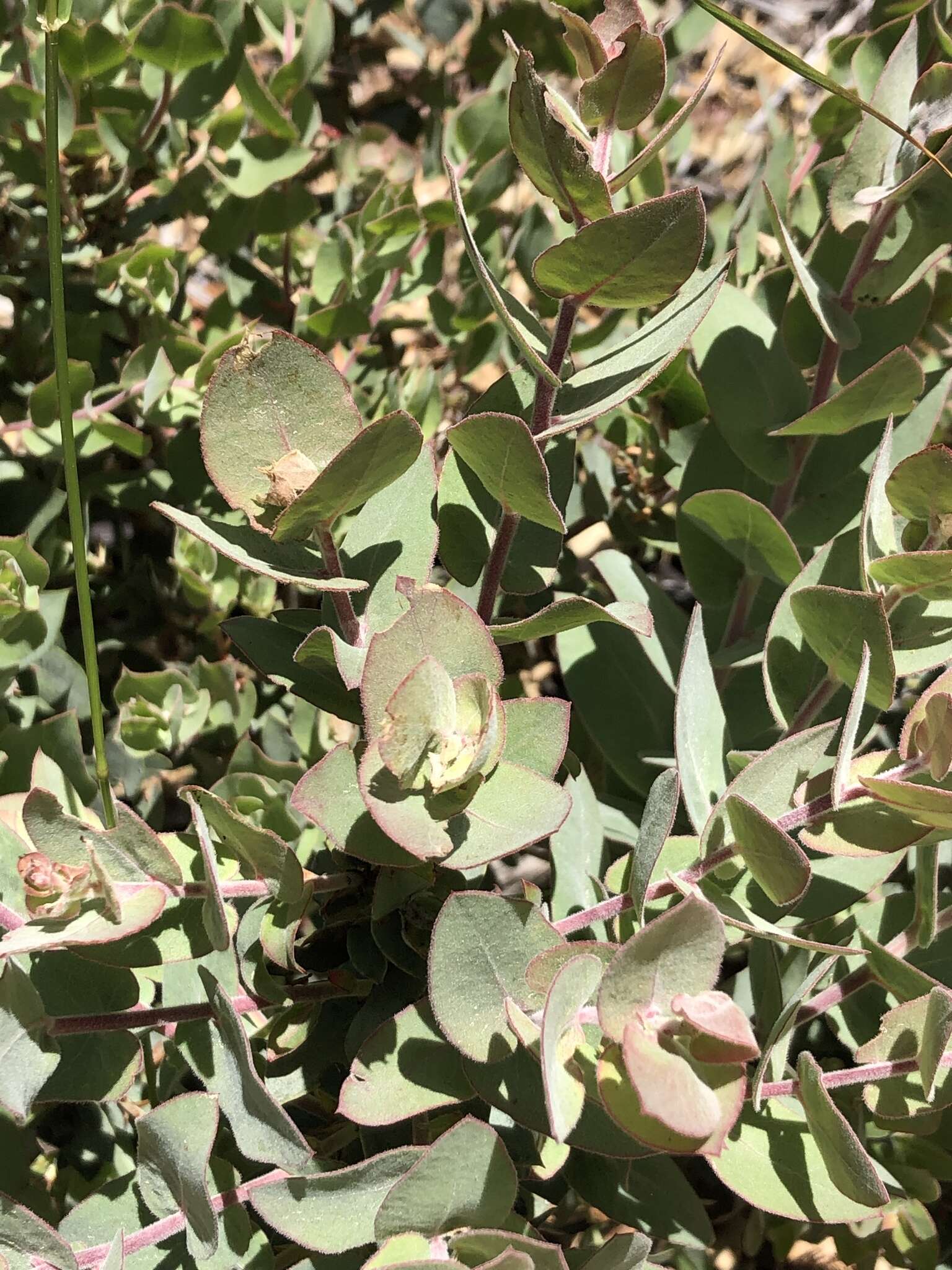 Imagem de Arctostaphylos luciana P. V. Wells