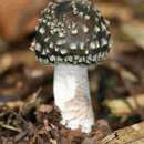 Image of Amanita perphaea C. M. Simmons, T. W. Henkel & Bas 2002