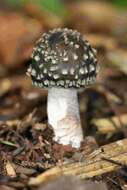 Image of Amanita perphaea C. M. Simmons, T. W. Henkel & Bas 2002