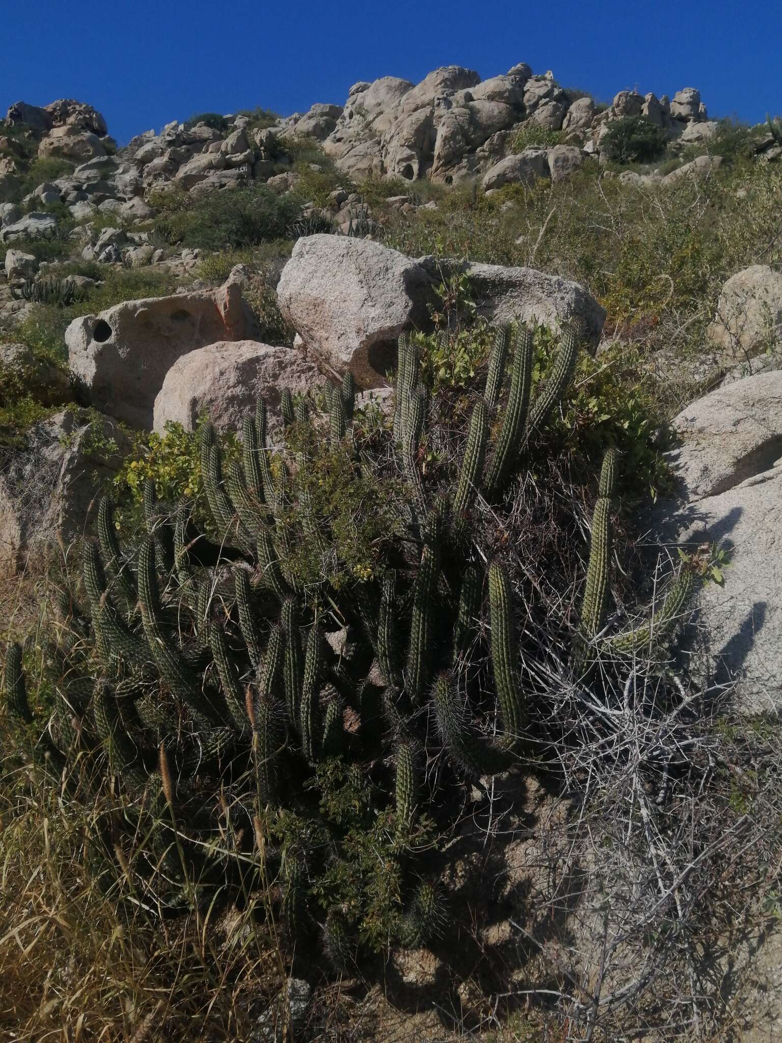 Image of Stenocereus thurberi subsp. littoralis (K. Brandegee) N. P. Taylor