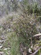 Image of island boronia