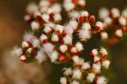 Verticordia densiflora Lindl. resmi