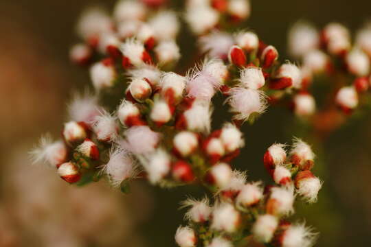 Image of Compacted Featherflower