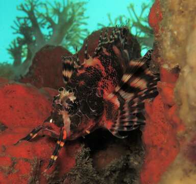 Image of Twinspot lionfish