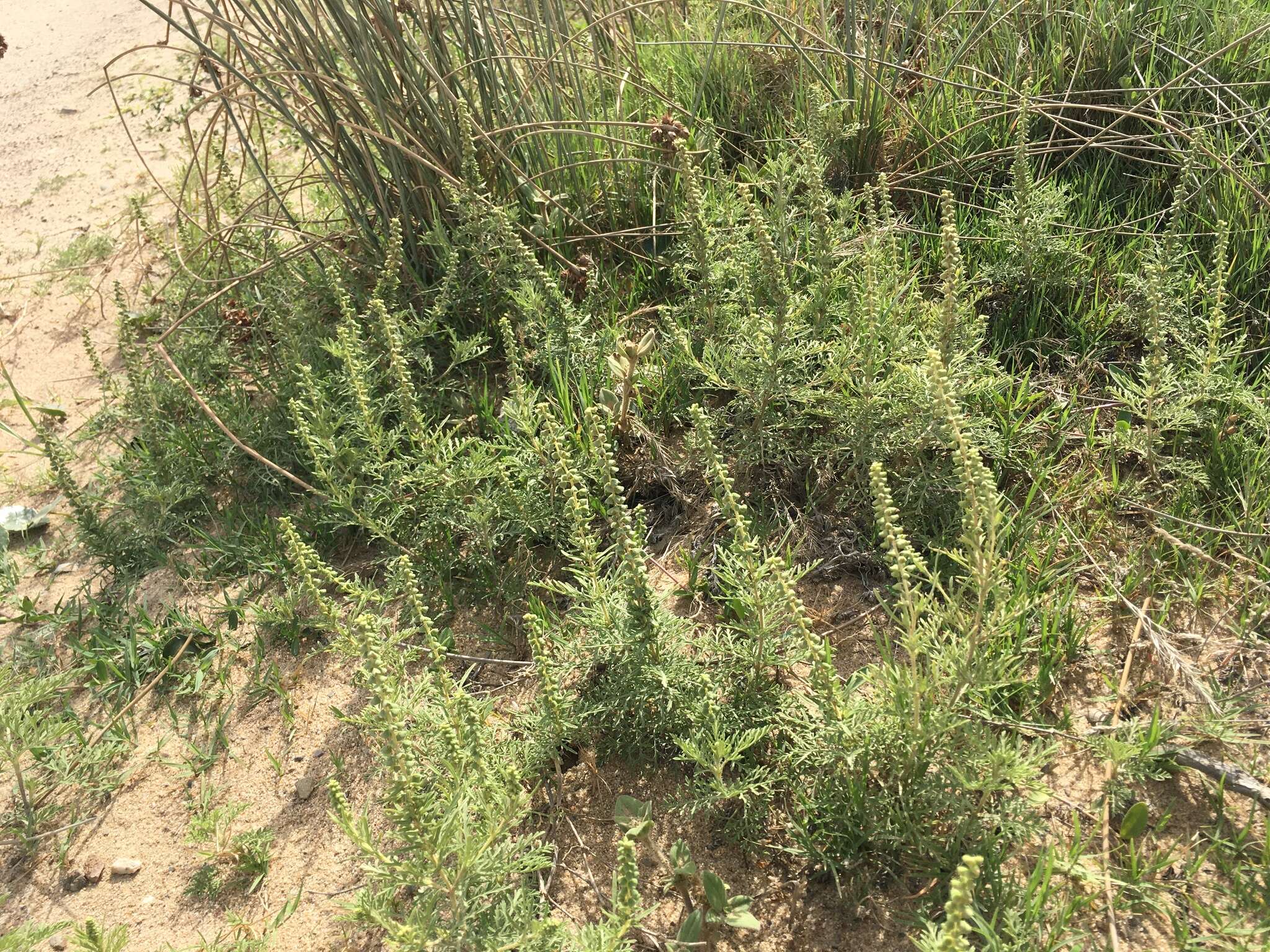 Image of slimleaf bur ragweed