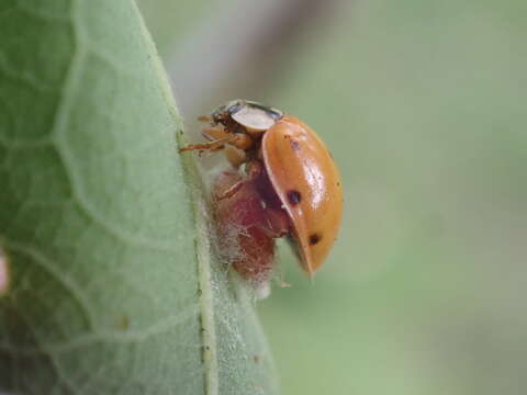 Image of Dinocampus coccinellae paralysis virus