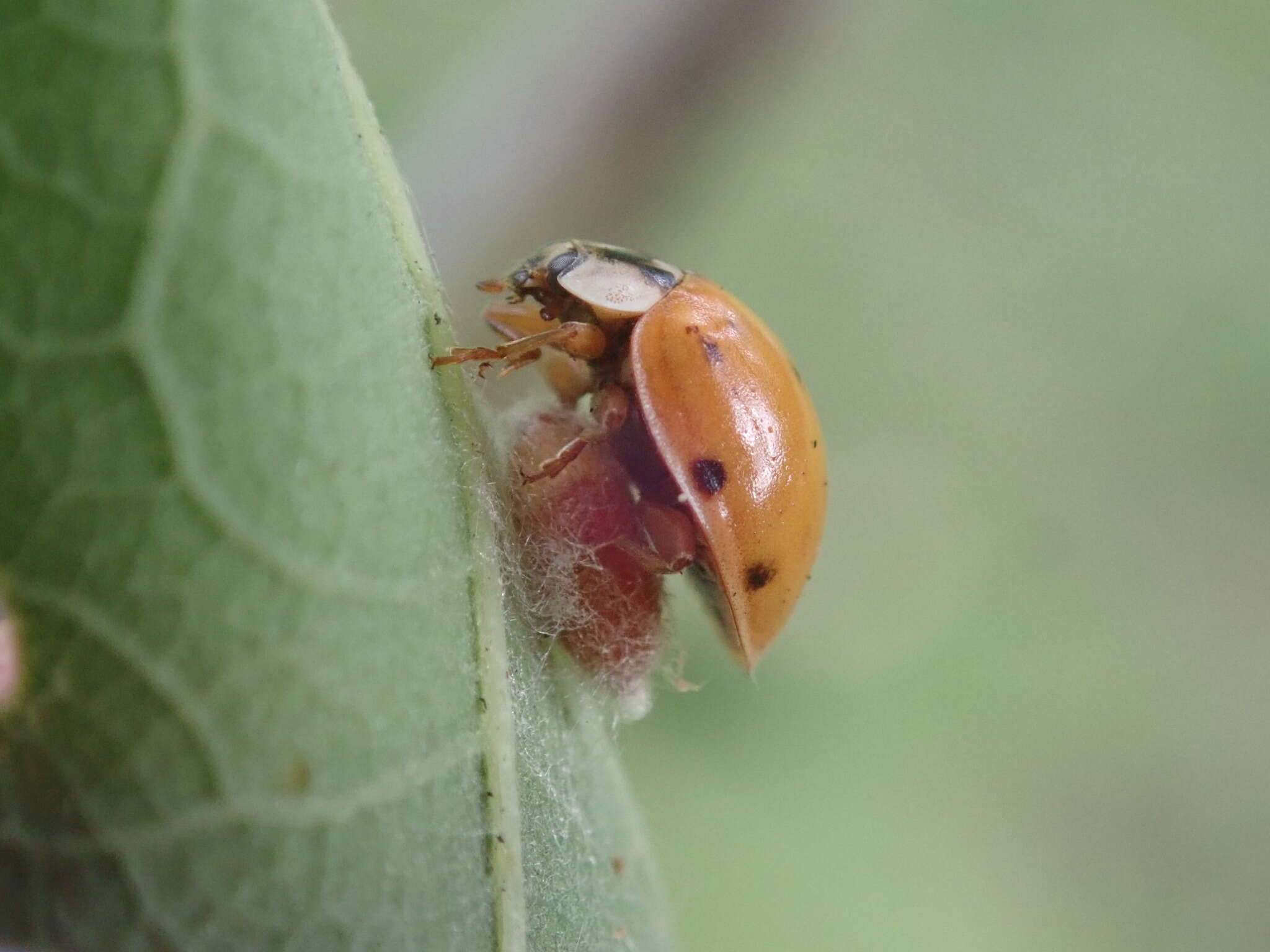 Image of Dinocampus coccinellae paralysis virus