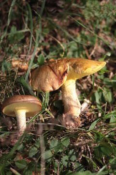 Image of Suillus collinitus (Fr.) Kuntze 1898