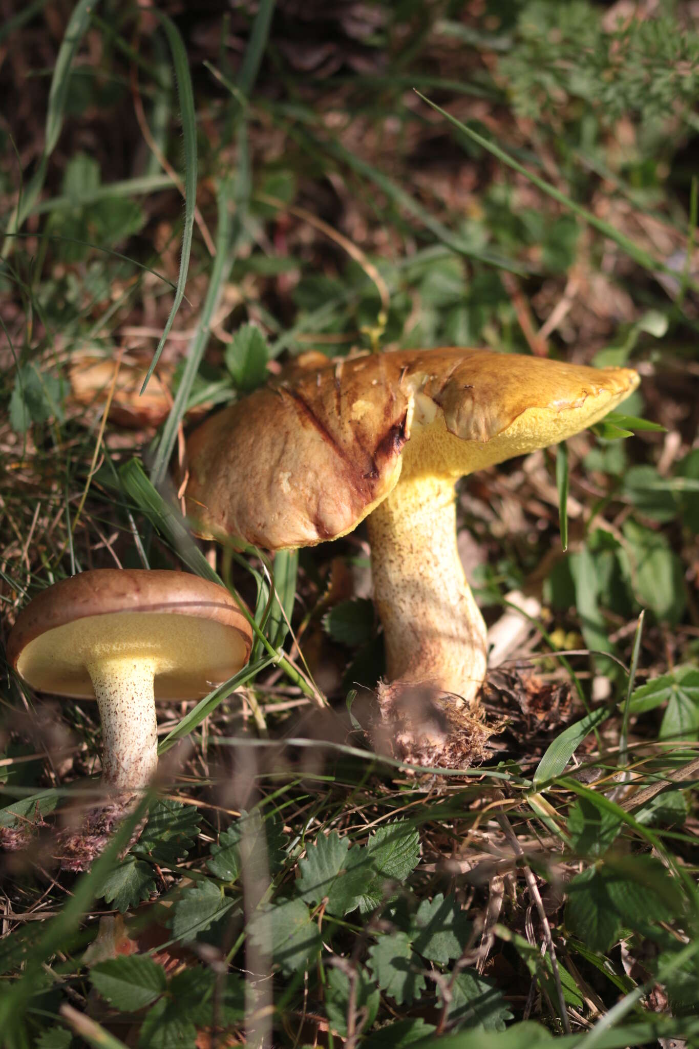 Sivun Suillus collinitus (Fr.) Kuntze 1898 kuva