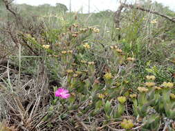 Ruschia congesta (Salm-Dyck) L. Bol. resmi