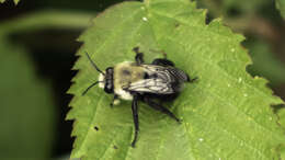 Image of Anthophora abrupta Say 1837