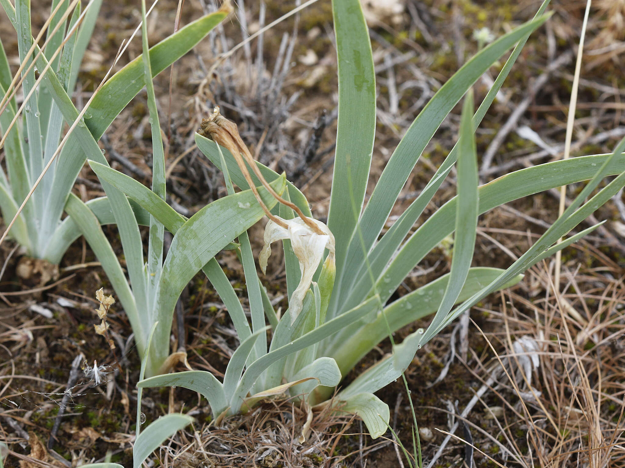 Image of Iris scariosa Willd. ex Link