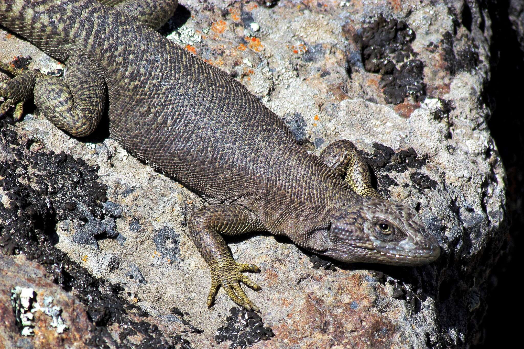 Image of Liolaemus petrophilus Donoso-barros & Cei 1971