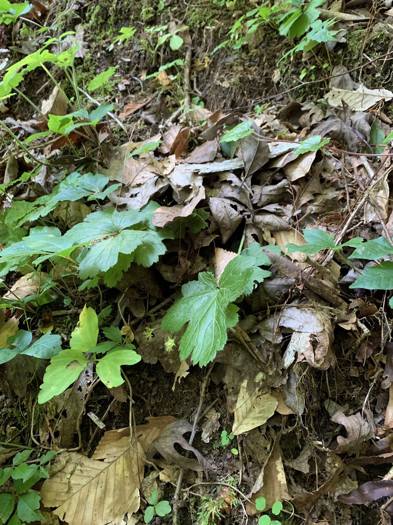 Image of piedmont barren strawberry