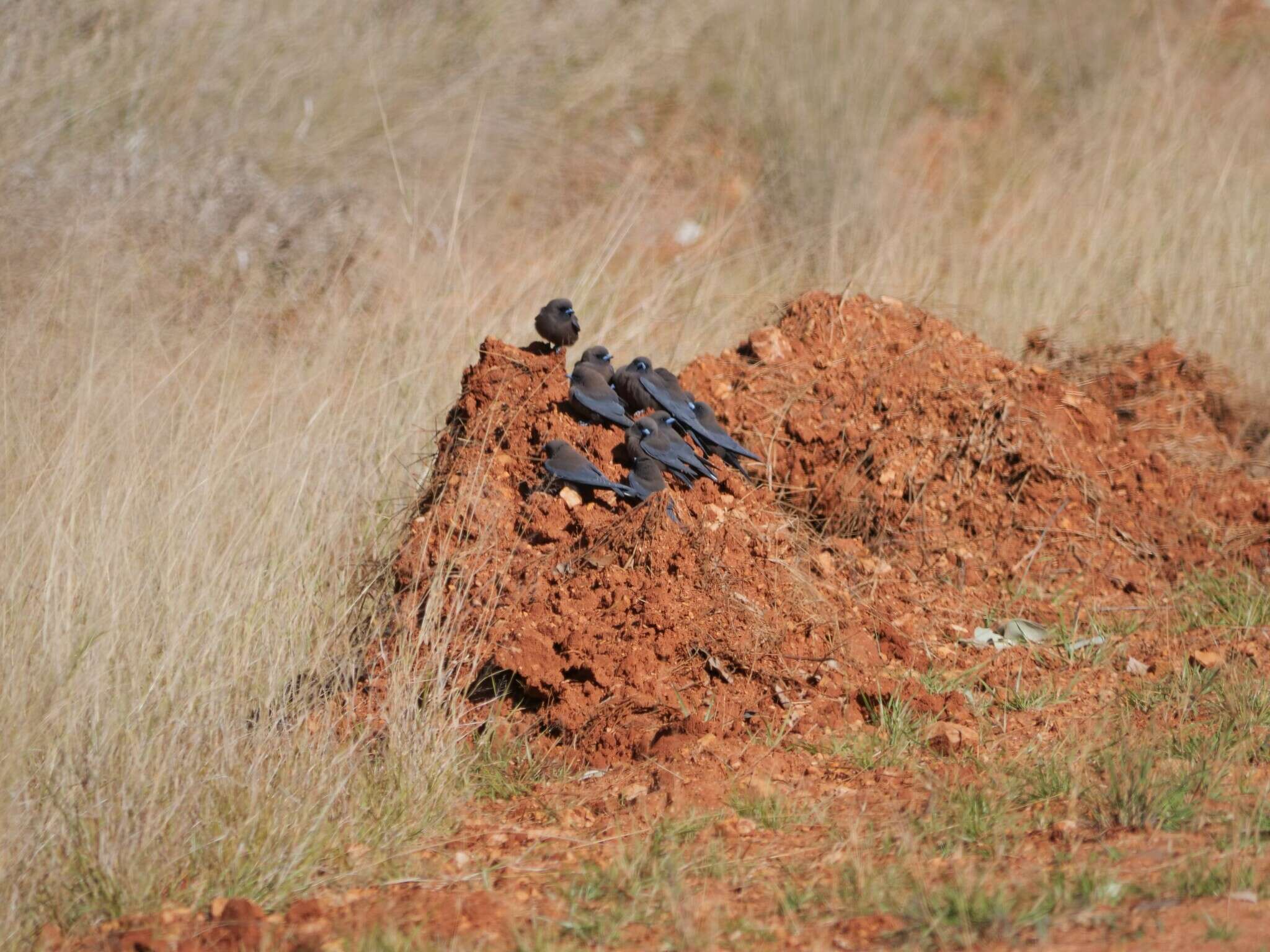 Image of Little Woodswallow