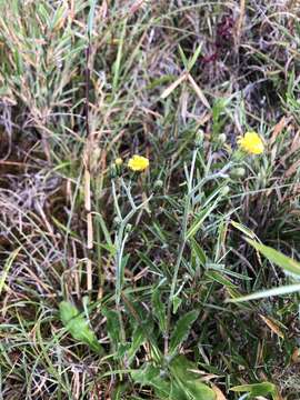 Image of Hieracium morii Hayata