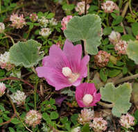 Imagem de Alcea acaulis (Cav.) Alef.