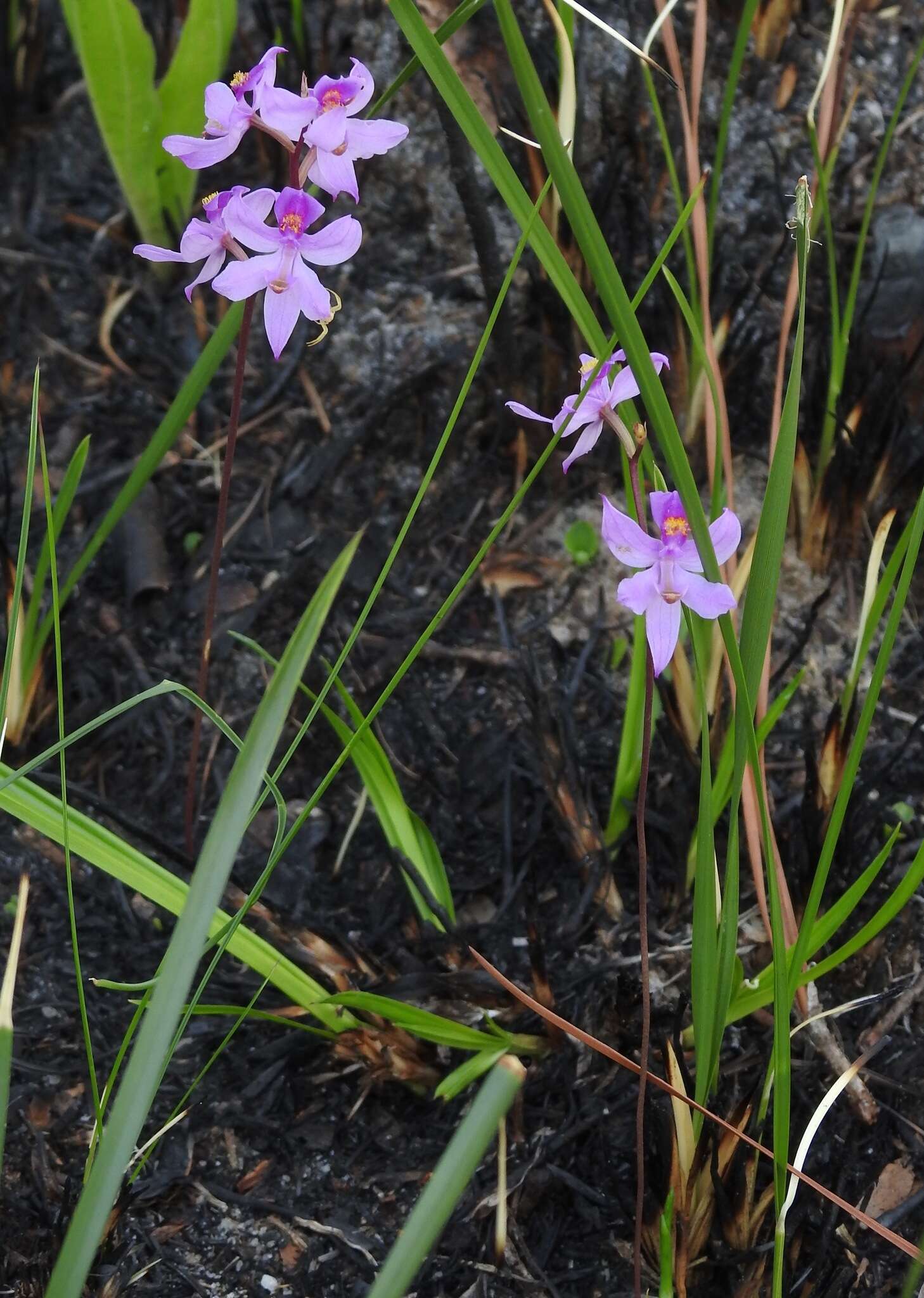 Image of Many-flowered grass-pink orchid