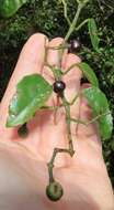 Image of Cissus fragilis E. Mey.