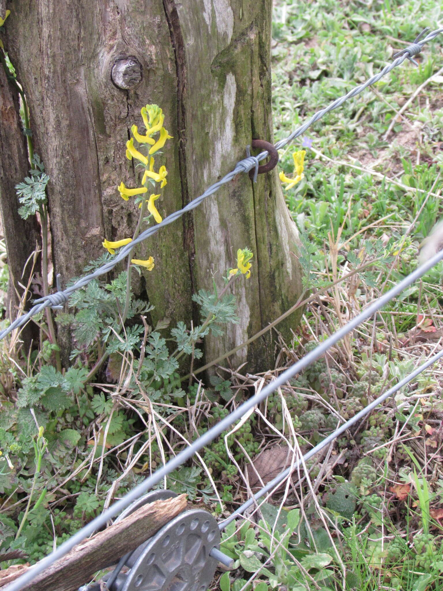 Image of smallflower fumewort