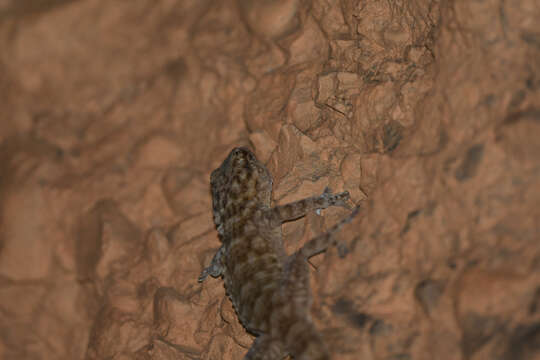 Image of Morocco Wall Gecko