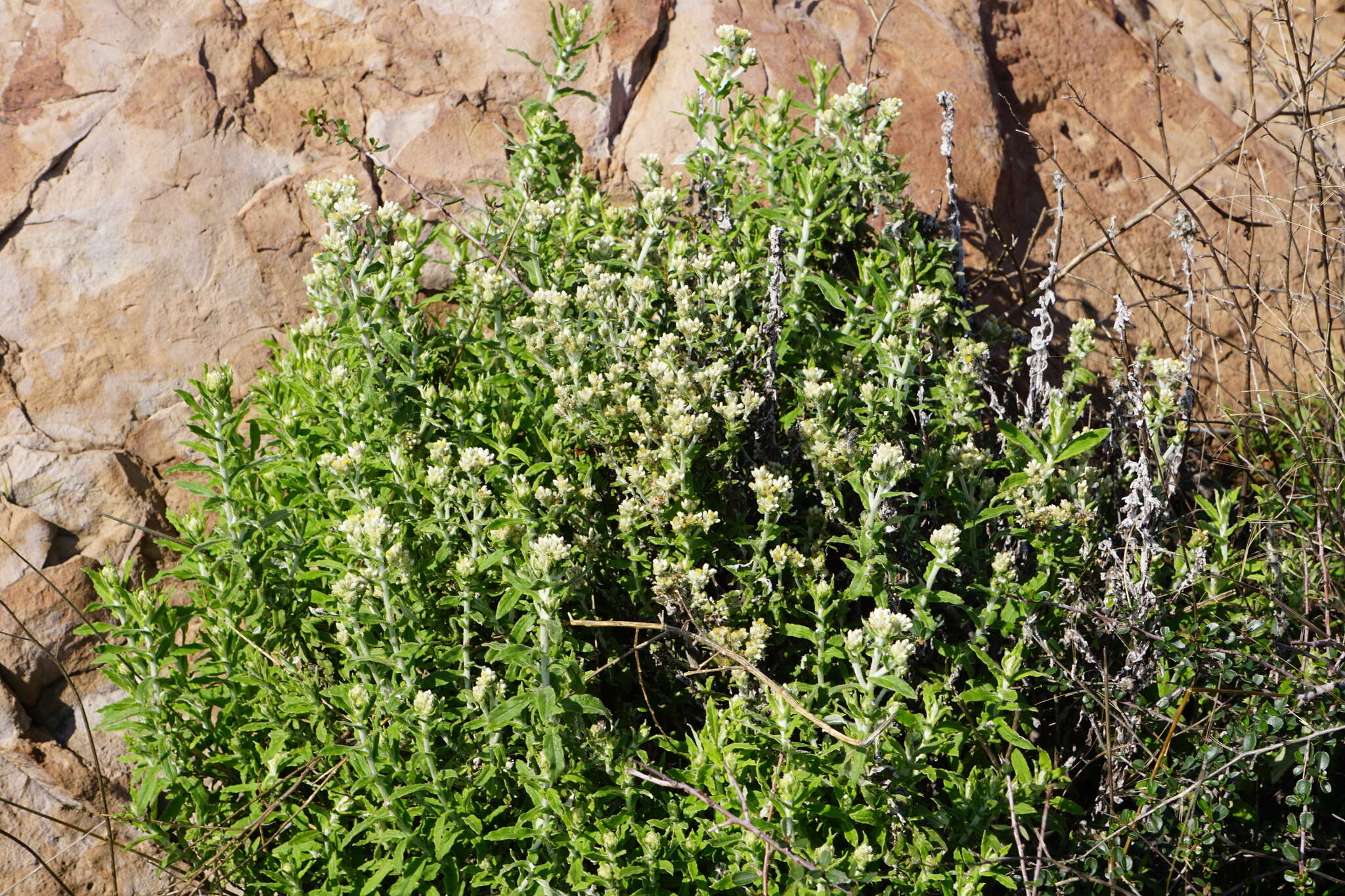 Sivun Pseudognaphalium biolettii A. A. Anderberg kuva