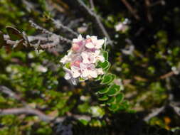 Image of Pimelea sericea R. Br.