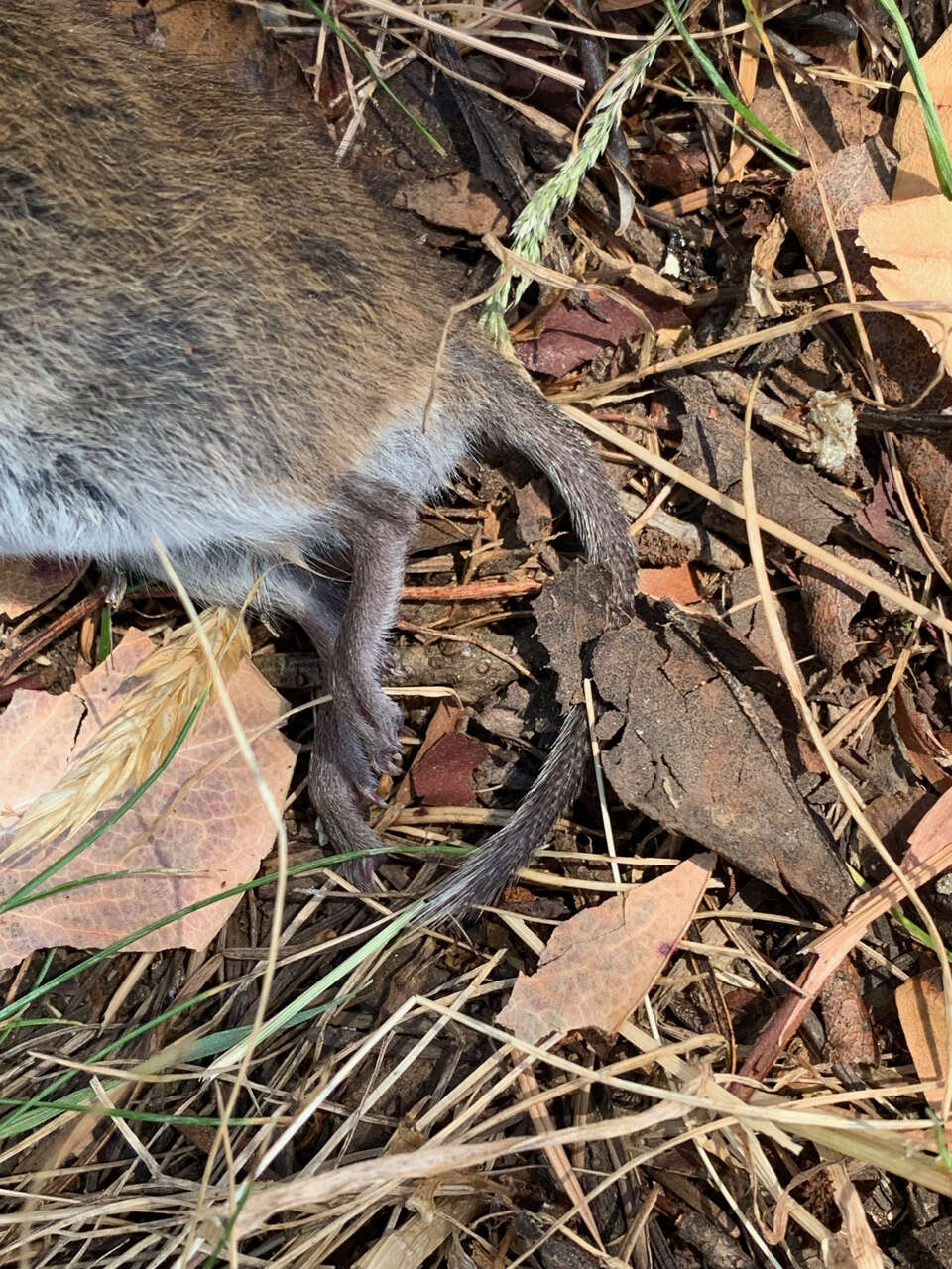 Image of Townsend's Vole