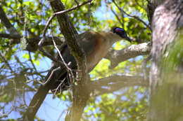 Image of Giant Coua