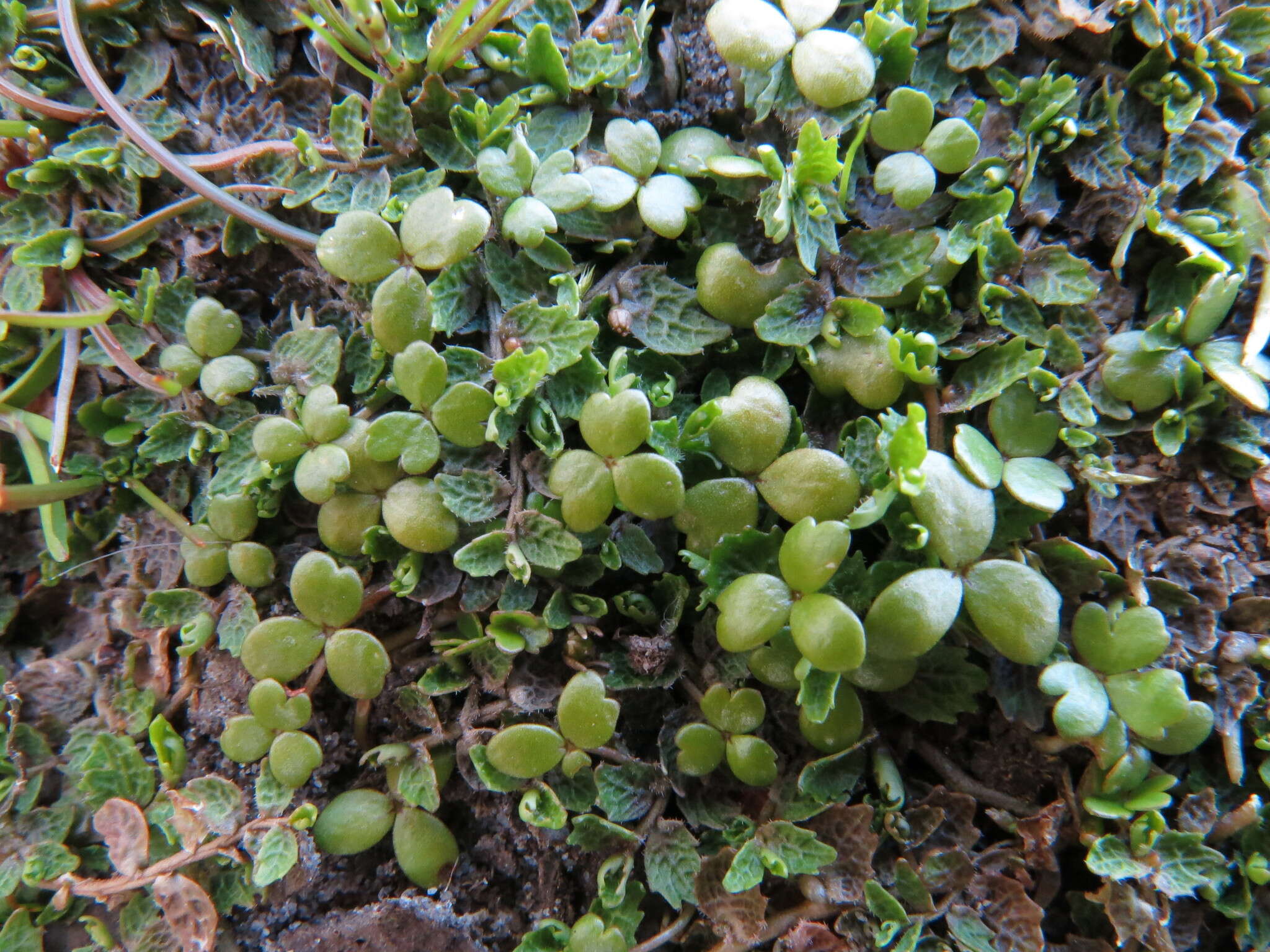 Image of Hydrocotyle tripartita var. hydrophila (Petrie) Cheesem.