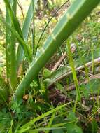 Image of Habenaria henscheniana Barb. Rodr.