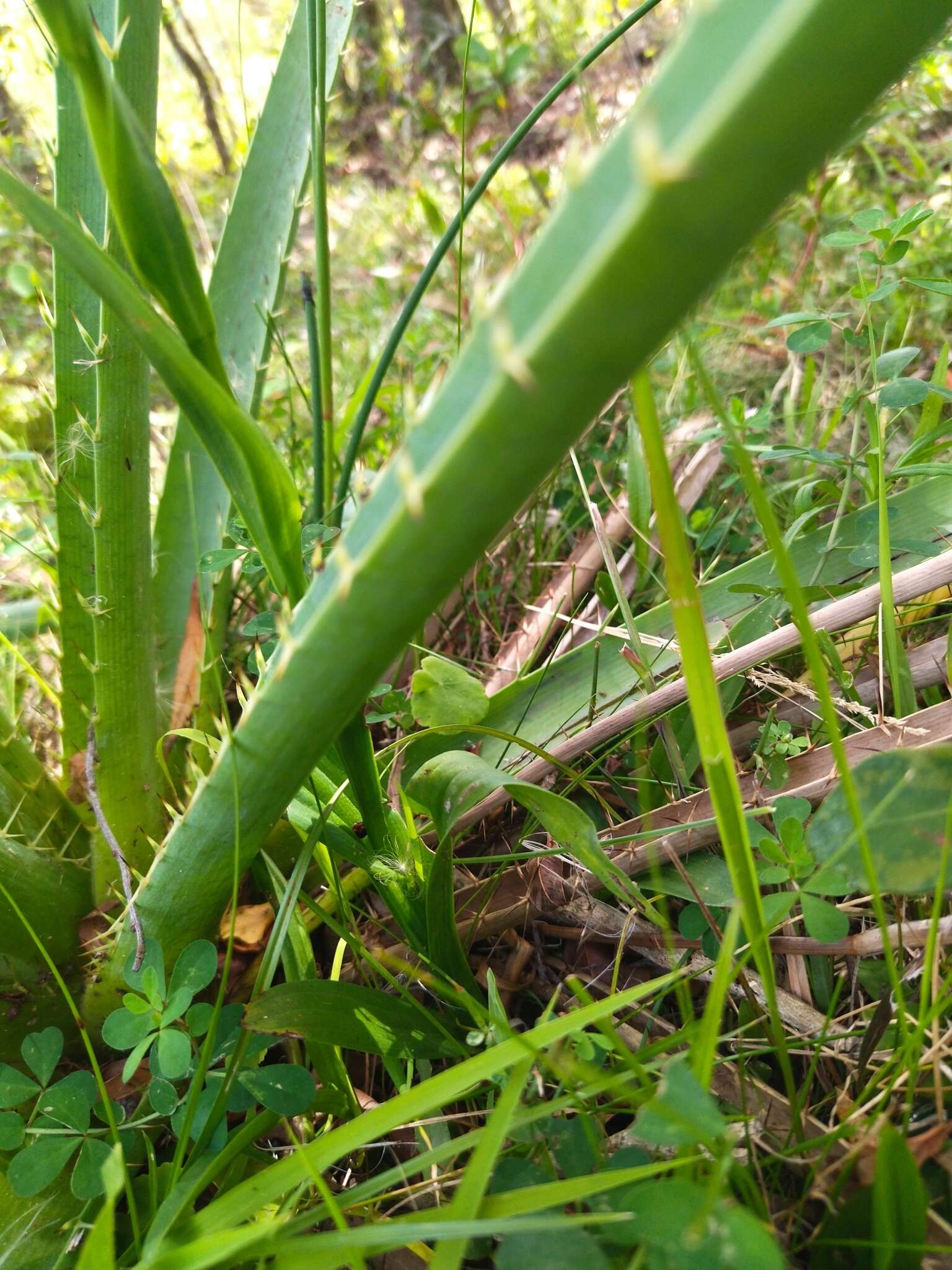 Image of Habenaria henscheniana Barb. Rodr.