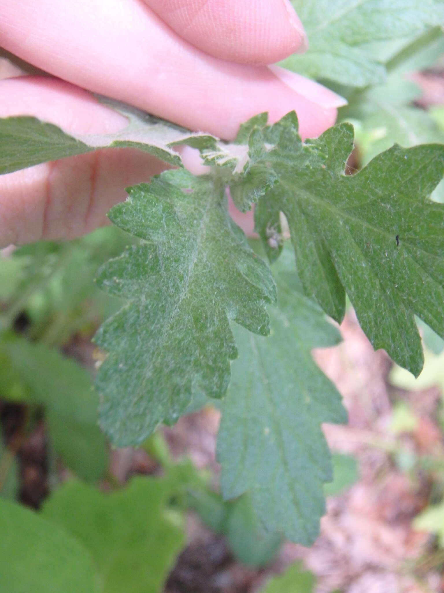 Jacobaea grandidentata (Ledeb.) Vasjukov的圖片