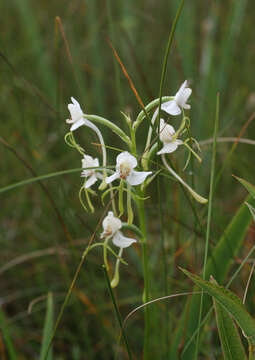 Habenaria linearifolia Maxim. resmi